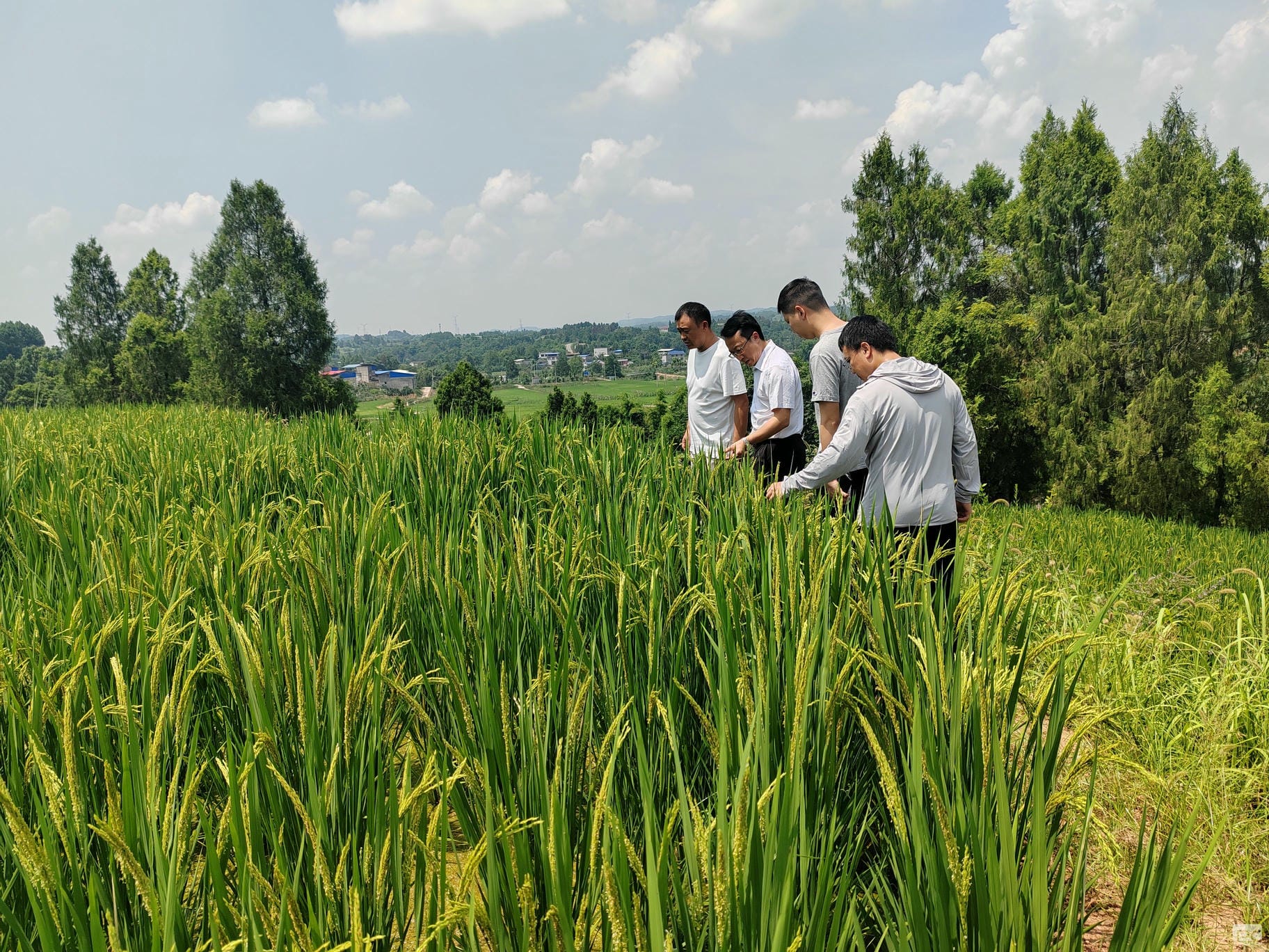 Ѵ���Ų鲻��и   ��벢��ץ����